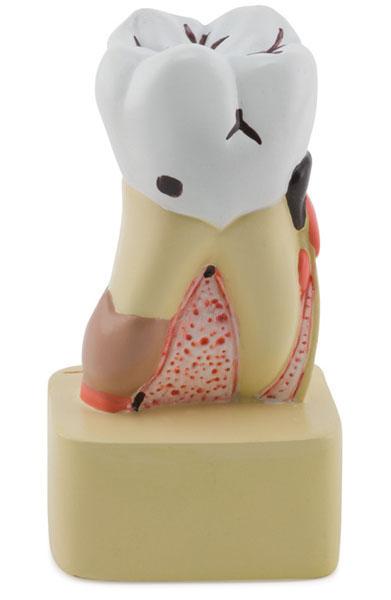 ݲ