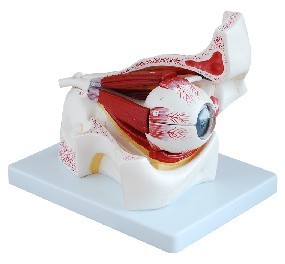 ۿŴģ